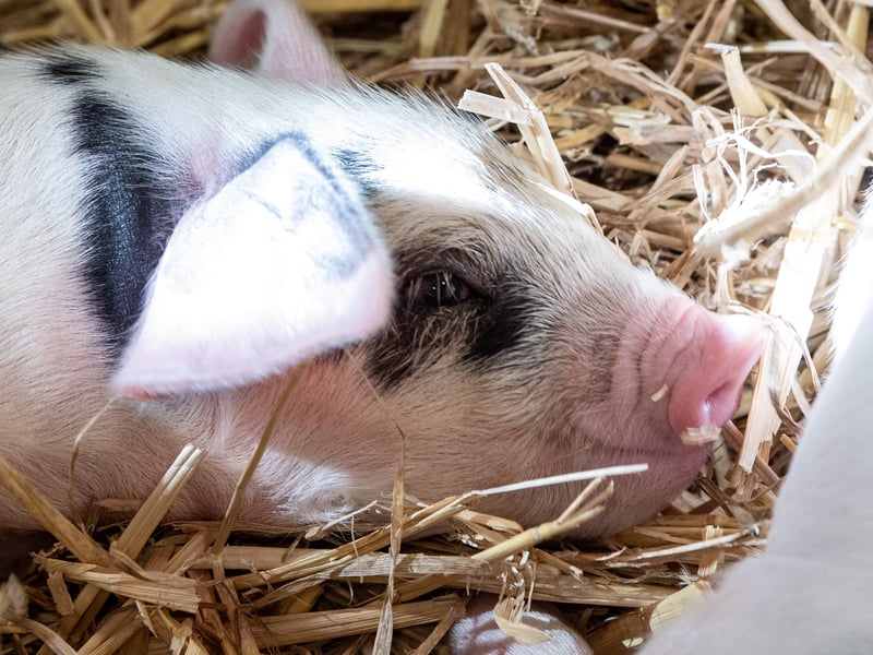 A close-up look at one of the farm's newest arrivals. Visitors can see the conservation efforts farmers have undertaken firsthand while greeting the new lambs, piglets, and calves this spring.