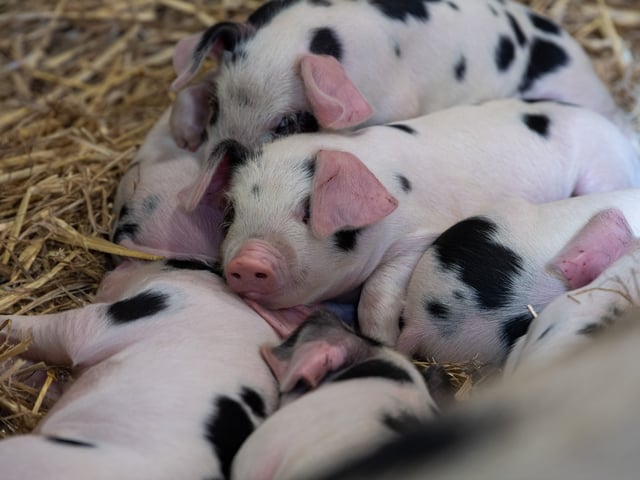 A litter of newborn Oxford Sandy and Black piglets settle in at Home Farm. These 'plum pudding' pigs, so-called for their distinctive spots, are among the first arrivals of 2026.