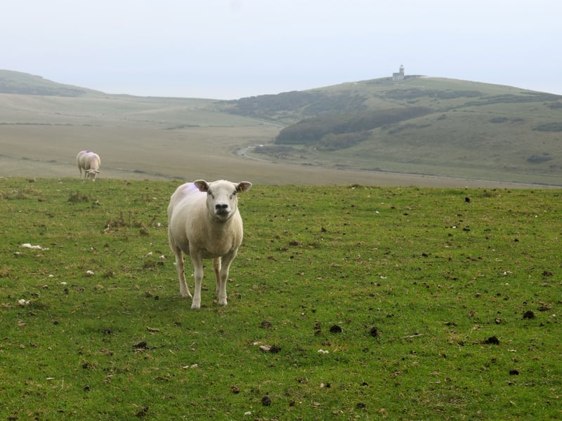 Sheep's View by Arthur Knipe - highly commended
