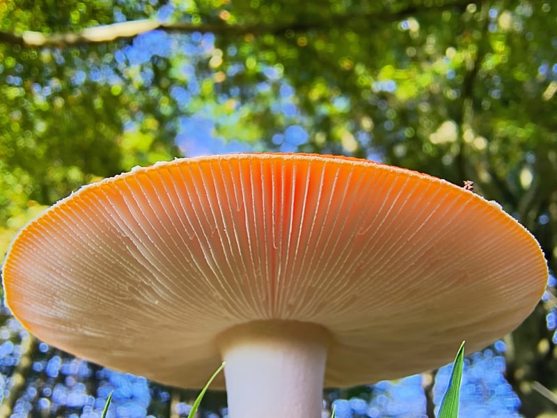 Quite the fungi by Eirinn Matthews - winner of the youth competition