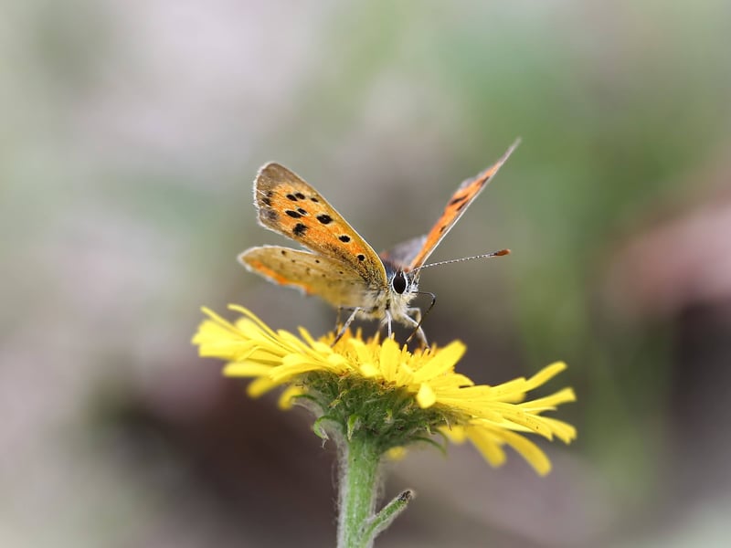 Small Copper Butterfly by Jaxon Head - Winner of youth photo competition