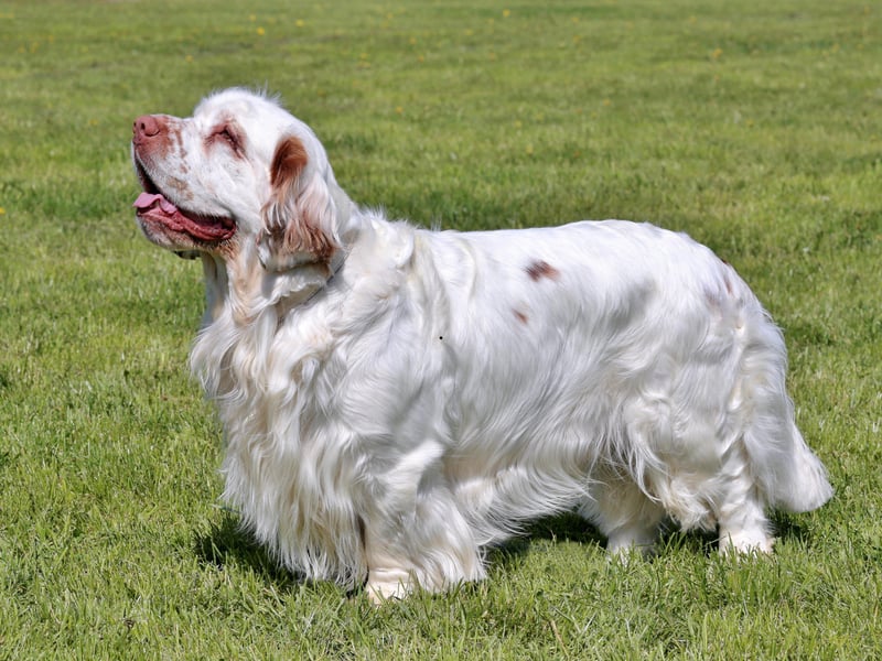 Equally happy as companion or hunting dogs, the American Kennel Club desribes the Clumber Spaniel as making "esteemed housemates". They are reliable, thoughtful, affectionate and calm in nature. 