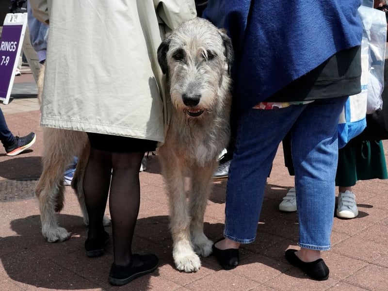 Often big dogs can make for the calmest of companions - with the Irish Wolfhound being a case in point. This breed is extremely intelligent, relaxed, and sensitive to the emotions of humans. 