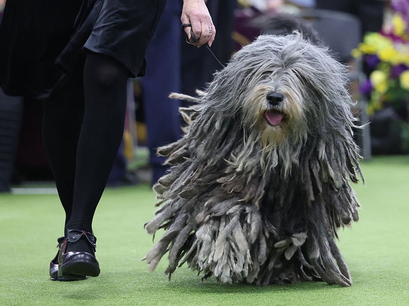 The striking Bergamasco Sheepdog is described by the American Kennel Club as being "bright, loyal, protective, and among the more calm dog breeds". Their showy coat needs surprisingly little grooming, so they are low maintenance too.