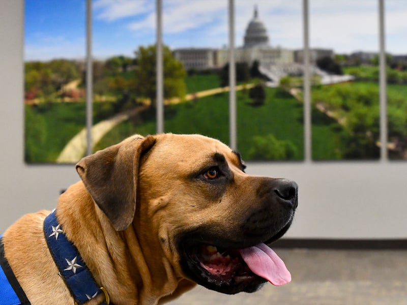 The Boerboel breed of dog is loyal, intelligent and calm in nature, especially with children. They are not suitable for first-time dog owners though, as they can be a challenge to train. 