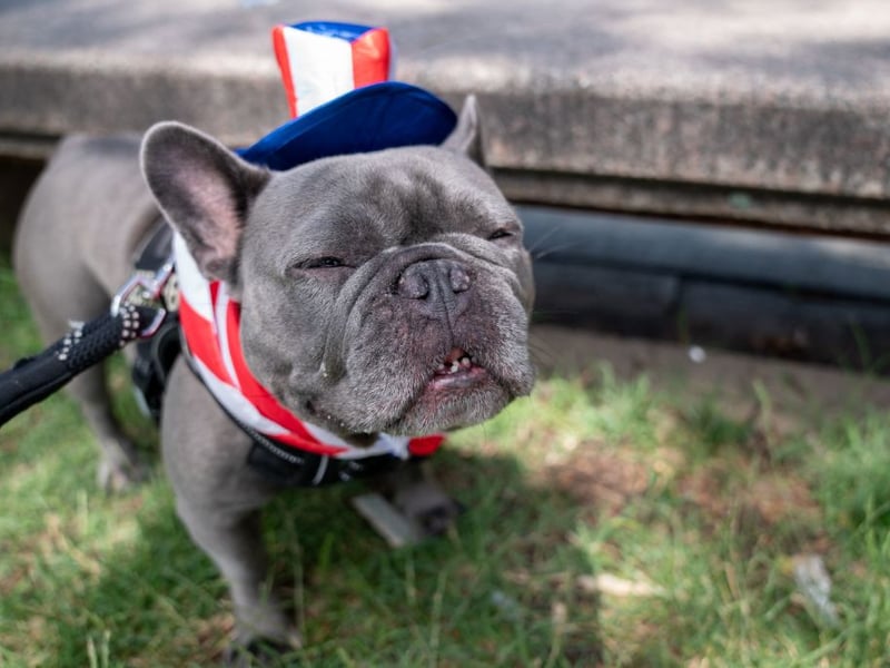 The French Bulldog is currently challenging the Labrador Retriever for the title of most popular dog breed in the UK. Their calm temperament makes them great companion dogs, while they'll also enjoy making new friends - both doggy and human - at the park.