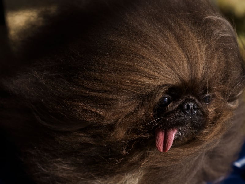 While the tiny Pekingese doesn't always get on well with children, according to the American Kennel Club once you have earned their respect they are "one of the more calm, affectionate, and kind of all canine companions". They are also a very outgoing and very friendly breed. 