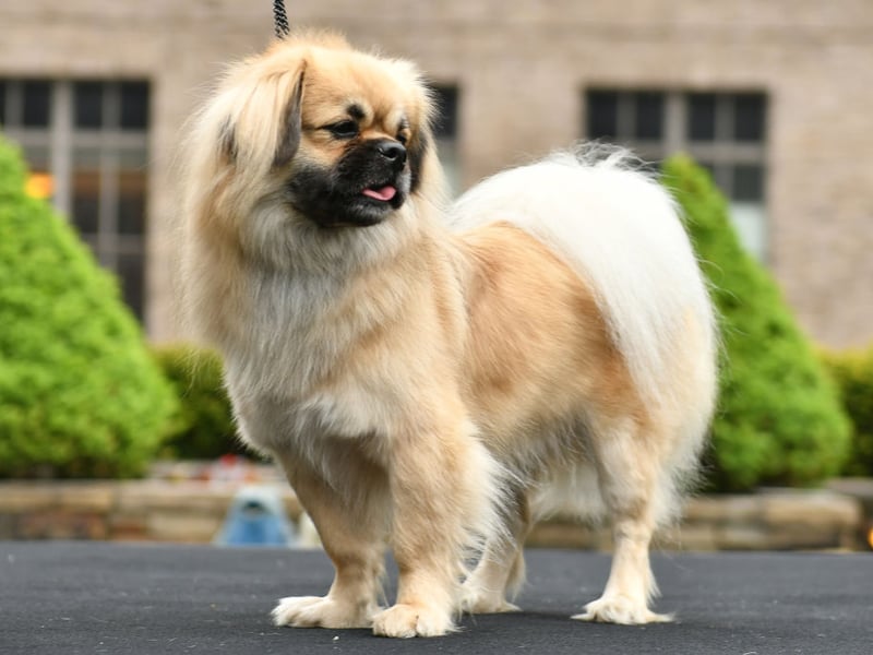The Tibetan Spaniel has a calming and gentle - yet playful - temperament. Don't let their relaxed demeanor fool you though - they also make for tough competitors in dog sports like agility, rally and obedience.