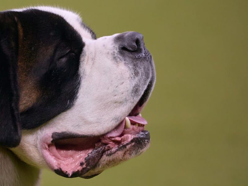 The most gentle of canine giants, the Saint Bernard is as calm as it is huge. They are particularly great with children - known for being 'nanny' dogs.