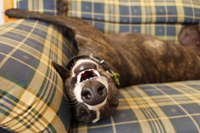 Some dogs are just more chilled than others.