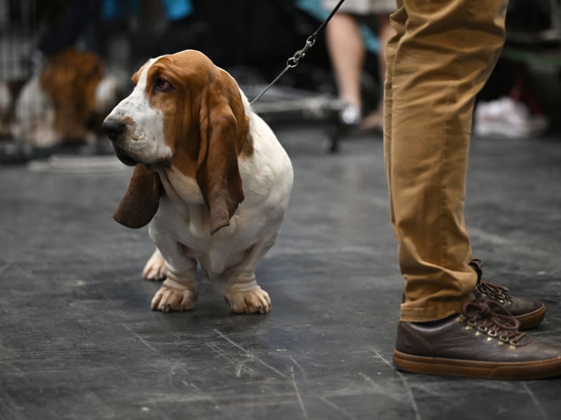 The Basset Hound is famous for being able to follow scents without getting distracted, and remaining calm while doing so. This calmness also applies to all other parts of their personality. They will develop a strong relationship with their owner, although some patience is required for their training.