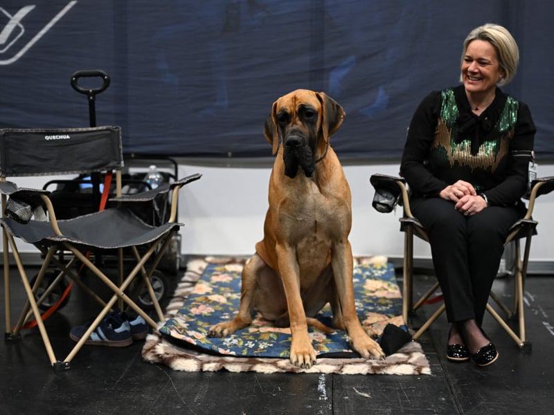 Despite their ginormous size, Great Danes are famously calm and gentle. These genuine gentle giants tend to be content lounging indoors for the most part, making them surprisingly easy to manage with minimal exercise. 