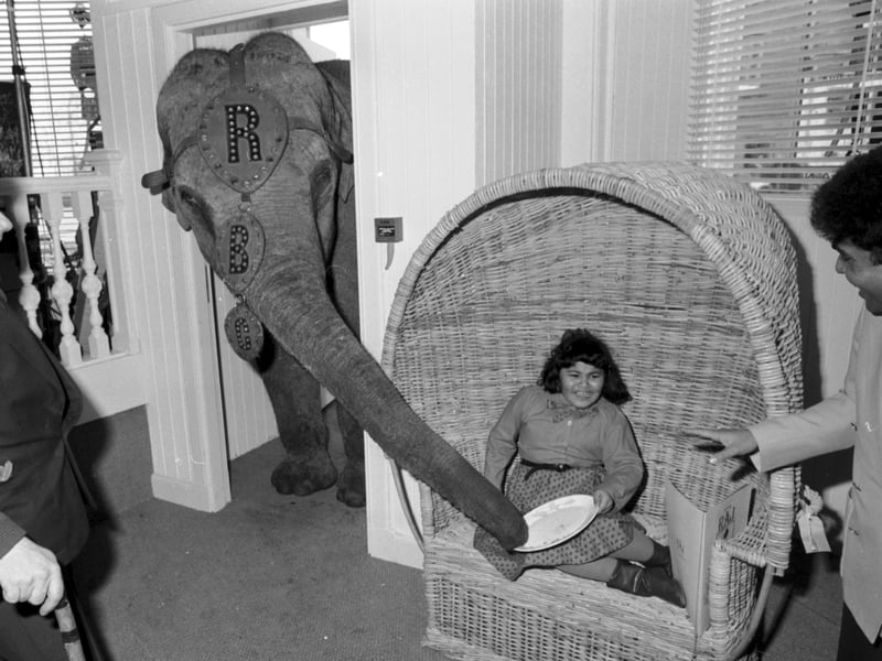 Maureen, the Robert Brothers' circus elephant, helps herself at the Raj Indian restaurant, Leith, in March 1986