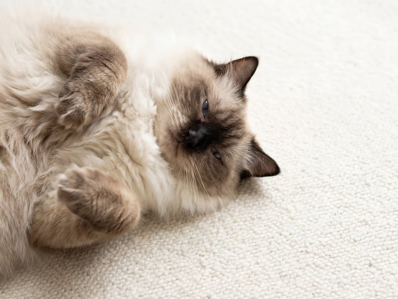 Famously gentle and loving, the Ragdoll is a wonderful entry-level pet. They enjoy being handled and adapt easily to different homes. Their long fur requires brushing, but their calm personalities make them one of the best beginner cats.