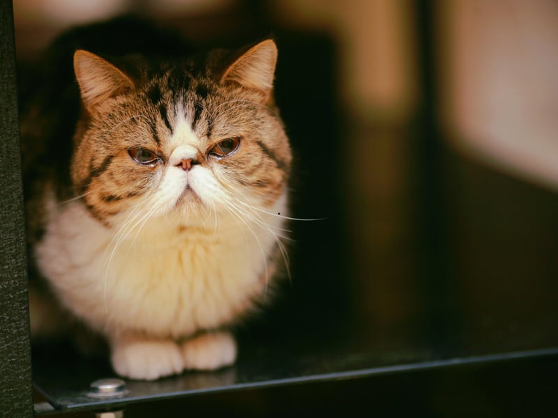 The Exotic Shorthair cat makes it a clean swoop for Shorthairs on the podium for best cats for newbie owners. With a Persian-like personality but a short, easy-to-care-for coat, Exotic Shorthairs are affectionate, sweet, and relaxed. They’re a wonderful match for new cat owners who want a cuddly companion without grooming challenges.