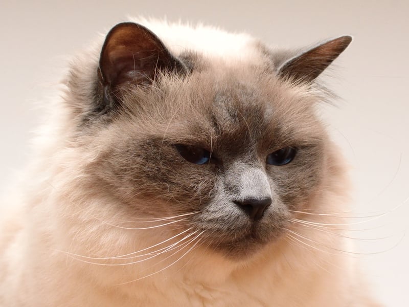 Another wonderfully affectionate and easygoing cat, Birmans love being sociable but are rarely a nuisance. Their coats are silky which means they are easier to keep under control than other longhaired breeds. If you are looking for a perfect balance of beauty and friendliness in a first cat, this could be the breed for you.