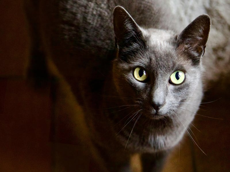 Thought to have arrived in the UK from their native Russia in the mid-19th century as pets of sailors, Russian Blues are a quiet but loyal breed that can be shy of strangers. Other than that they'll quickly be firm, low maintenance friends with their beloved new owner.