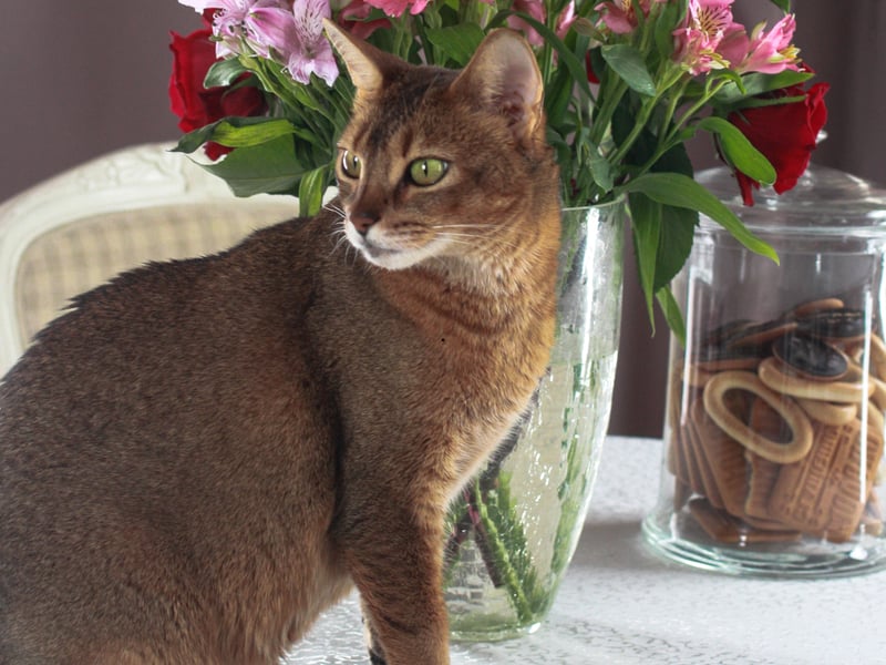 Abyssinians are curious, playful, and intelligent. They enjoy climbing and exploring but adapt well to engaged households. That glorious short coat requires little grooming so you'll not need appointments at the local pet parlour.