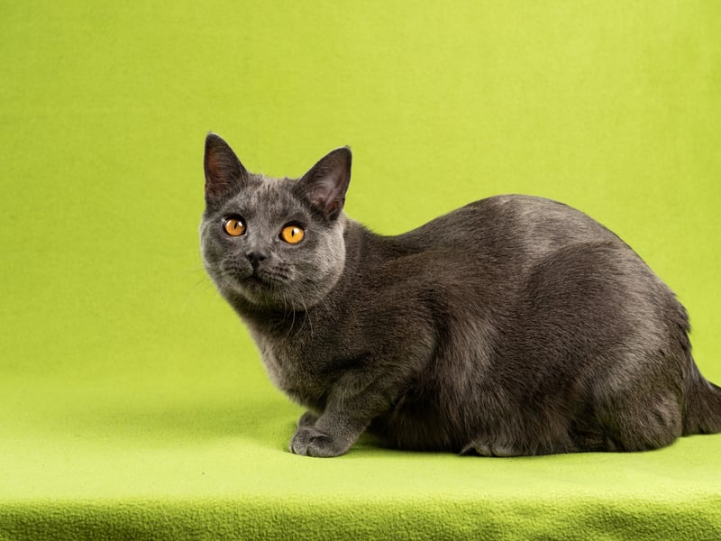 The Chartreux is a quiet, gentle, and loyal cat that are happy in their own company - affectionate but not often clingy. That beautiful coat is low maintenance and they remain calm at all times - there are no negative traits that should be of concern to an inexperienced new cat parent.
