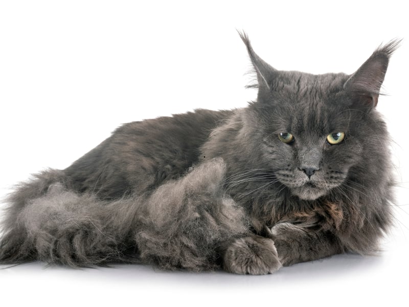 If you're looking to 'go large' for your first cat then the Maine Coon could be the feline for you. Gentle, playful, and affectionate - they easily make friends with both children and other pets, making them beginner-friendly. Their grooming needs are moderate, but their personalities make it worthwhile.