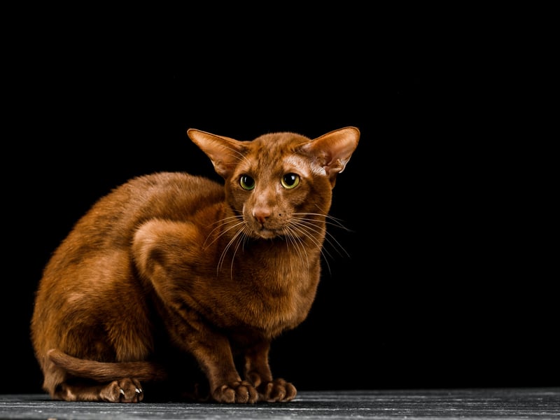 Oriental Shorthair are energetic, affectionate, and vocal creatures who thrive on attention from their owners and have low-maintenance coats. If you want a cat that's going to be highly interactive and fun they make great first pets.