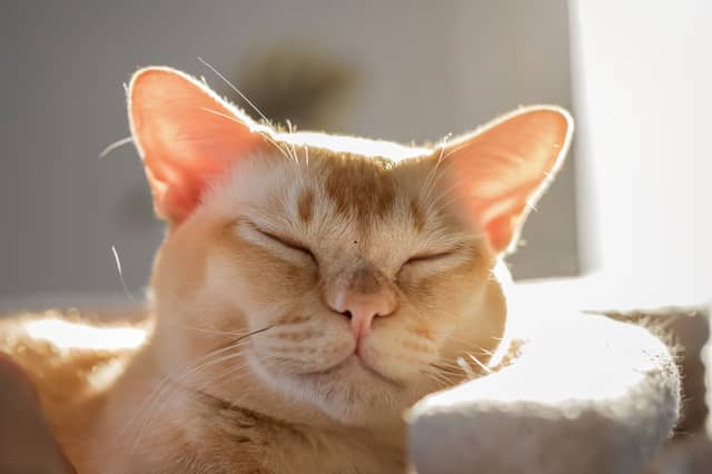 Some cat breeds, like this Burmese, are great 'starter cats'.