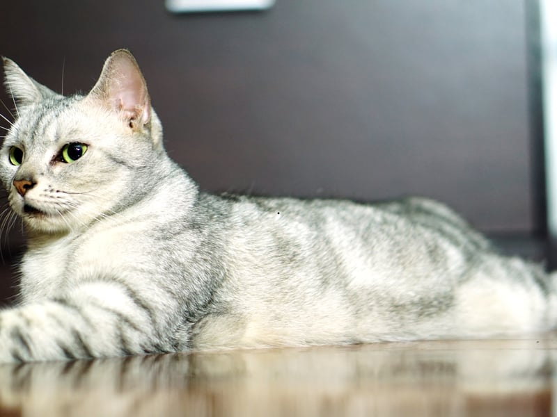 Low-maintenance, naturally healthy, and adaptable to whatever life has to throw at them, the American Shorthair is the ultimate beginner’s choice. The have a supremely chilld temperament and don't need much in the way of grooming. These kitties are maybne the the easiest of breeds for inexperienced cat owners.