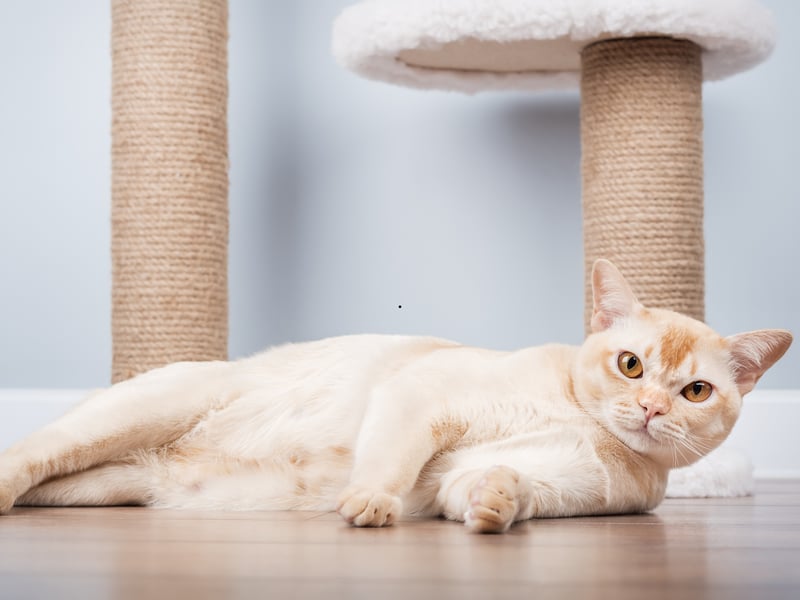 Burmese cats are people-oriented and loving - known for creating deep and unbreakable bonds with their owners. These kitties love companionship and interaction, so are a great per for beginners who are looking for a playful and loyal cat.