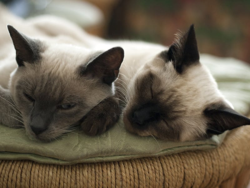 Siamese cats are affectionate and intelligent but very vocal and people-focused. They’re excellent for beginners who want a talkative, engaging companion, though their need for attention may overwhelm very busy owners.
