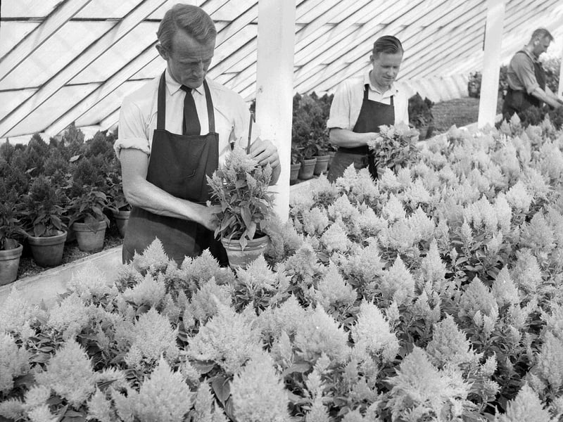 Workers prepare plants for festival floral displays in the Craigentinny corporation glasshouses in August 1962.