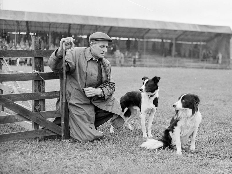 Sheepdog trials at Craigentinny in September 1955.