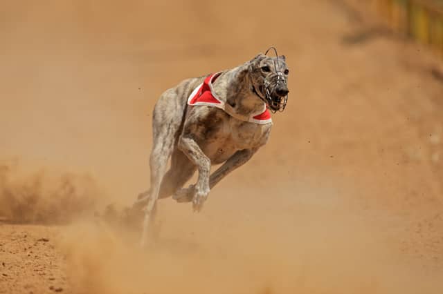 Some dogs are born to run.