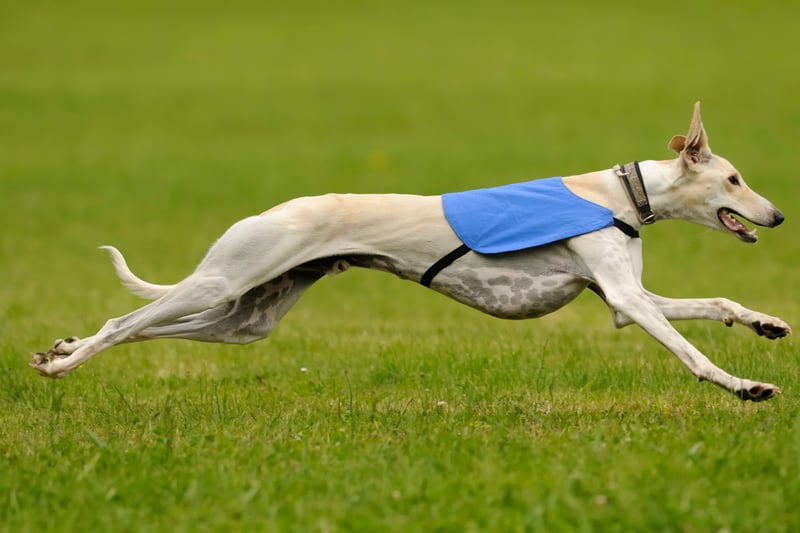 Fast Dogs 2026: Here are the 12 quickest breeds of adorable dog and ...