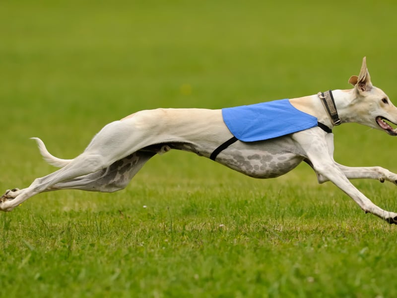 It probably comes as no surprise that the fastest breed of all is the Greyhound. They are born to run, although are surprisingly lazy the rest of the time, and have an incredible top speed of 45mph.