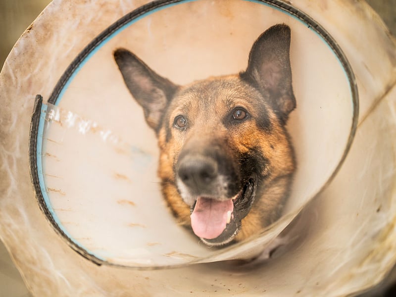 Also clocking in at a speedy 30mph, all be it only over short distances, is the German Shepherd. No wonder they are so good at helping police catch criminals - good look outrunning these crime fighters.