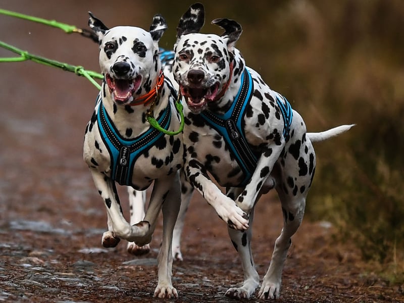Dalmations can reach speeds of up to 37mph. Their quick pace came in useful when they were used to run alongside carriages to protect travellers from highwaymen.