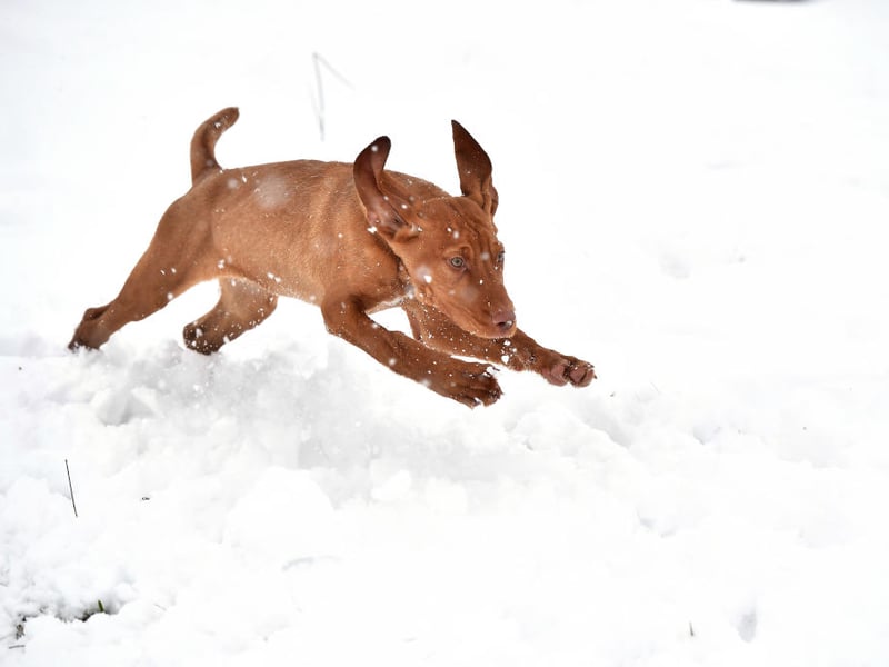The other dog that can register up to 40mph on the canine speedometer is the Vizla. If this Hungarian breed doesn't get plenty of exercise it can become destructive.