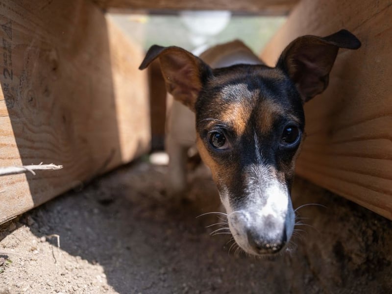 Small but speedy, the Jack Russell Terrier rounds out the top five fastest dogs. Bred to be the perfect dog for fox hunting, they can clock speeds of up to 38mph.
