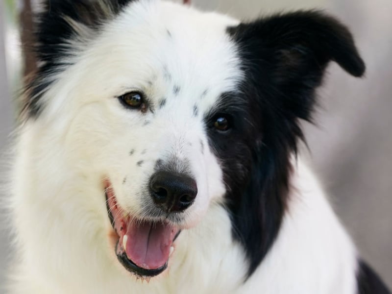 Bred to herd livestock, Border Collies have no problem outrunning sheep with a top speed of 30mph. 