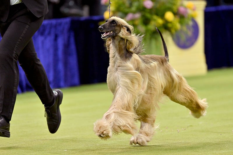 Fast Dogs 2026: Here are the 12 quickest breeds of adorable dog and ...