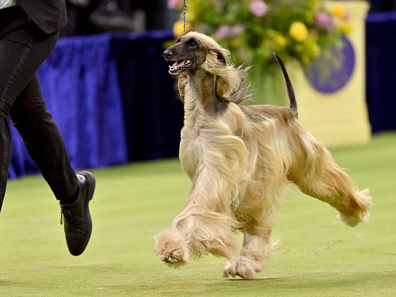 In joint bronze medal position for quickest canine is the Afghan Hound. At top speed they are a blur of fur, running at 40mph.