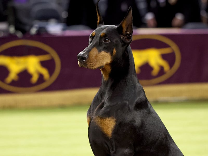 Dobermanns were bred as guard dogs, but are no slouches in the velocity department either. A burglar would find it hard to outpace their top speed of 32mph. 