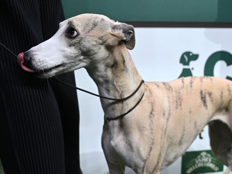 The Whippet, like their larger Greyhound cousins, are natural racers and can speed along at up to 34mph - perfect for when they were used to hunt rabbits.