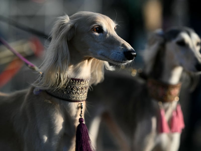 One of the most ancient breeds of dog, the Saluki is thought to date back to ancient Egypt. With a top speed of 42mph they are the second fastest dog breed.