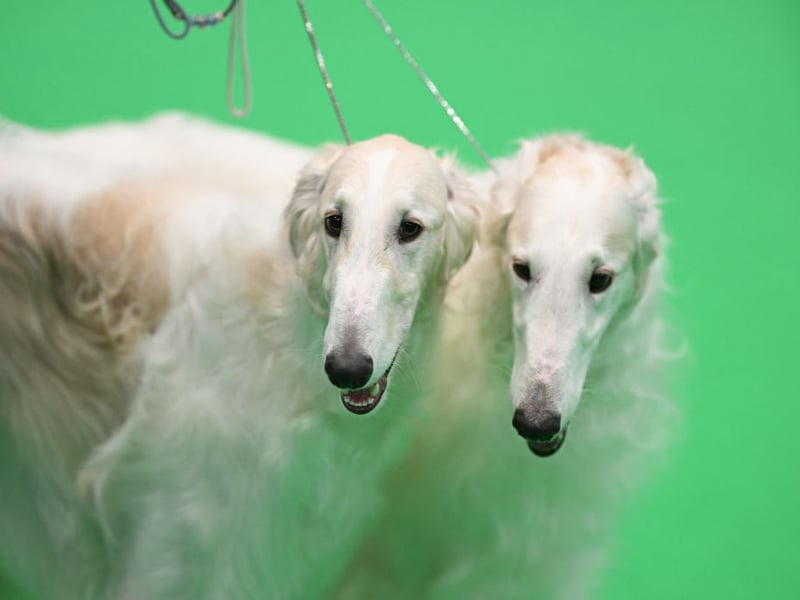 Originally from Russia, where they were used as hunting dogs, the Borzoi just loves to run and can reach a speed of 36mph.