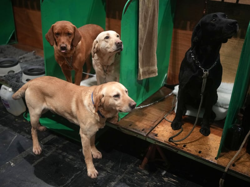 The Labrador Retriever is regularly crowned the UK's favourite dog (although it's being given a run for its money by the French Bulldog at the moment). It's also a favourite with judges - having won the top prize at Crufts three times.