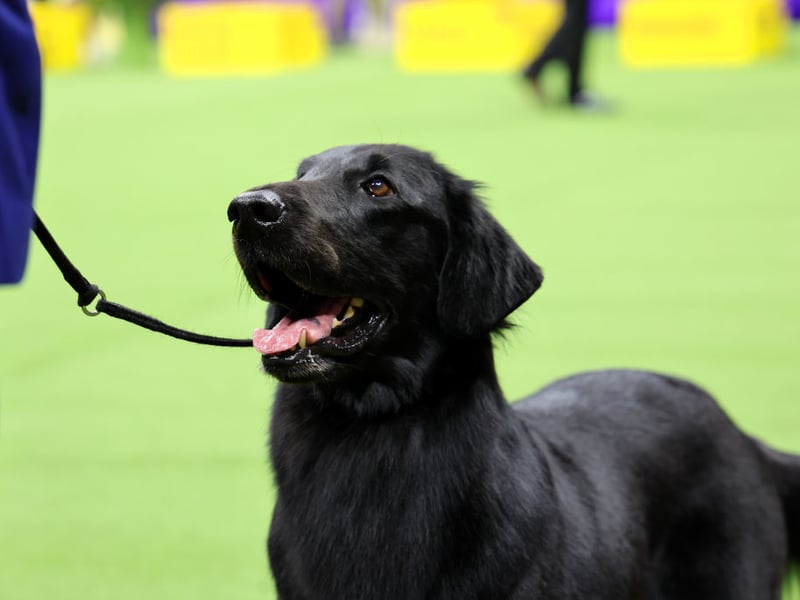 The final breed to win a hattrick of Crufts Best in Show title is Flat Coated Retriever. First bred in England as a gundog, the most recently win came in 2011 for Vbos The Kentuckian.