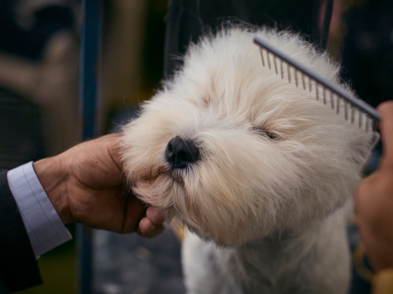 Scotland's own West Highland White Terrier, or Westie, is another Crufts hat-trick hero. They are a breed known for their bold and fun-loving nature. Burneze Geordie Girl was the last Westie to win - in 2016.