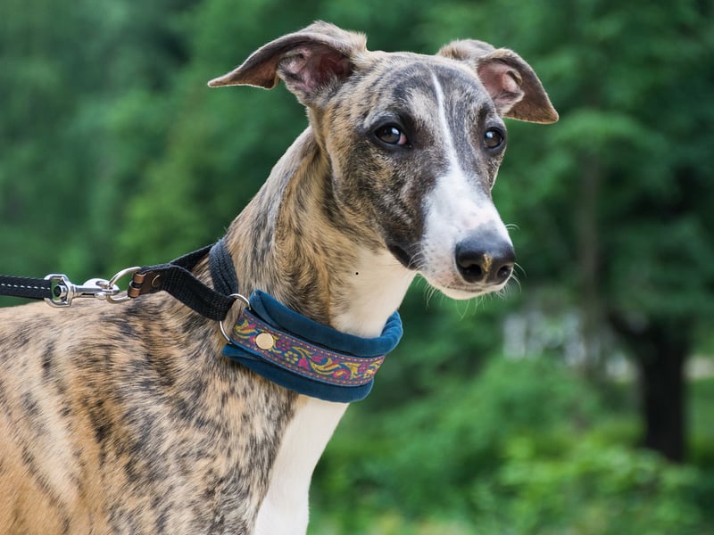 Another Crufts triple-winner is the Greyhound. The Greyhound was originally bred for hunting and racing, but in recent years has become a very popular family pet.