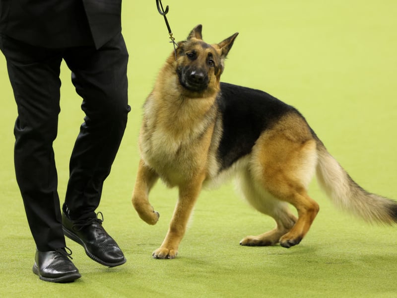 A breed popular with the army and police, the German Shepherd also regularly catches the eye of show judges - they've been awarded Best in Show three times, with the last win coming in 1971 for Ramacon Swashbuckler.